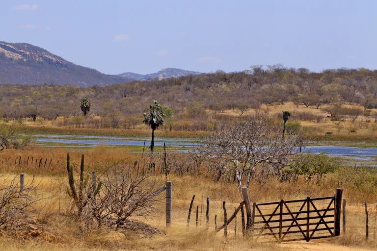 Vegetação da Caatinga