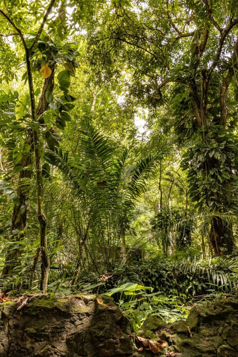Da Mata Atlântica à Caatinga: Fotografias e Dados que Revelam o Nordeste por Dentro.